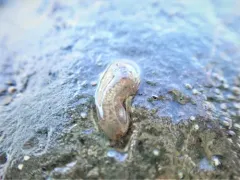 Reddish Variable Sandworm thumbnail 2