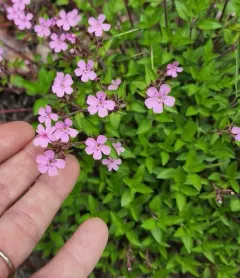 Rock Soapwort thumbnail 1
