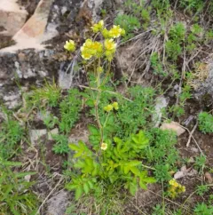 cream cinquefoil thumbnail 2
