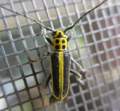 Woodbine Borer thumbnail 2