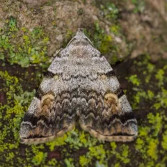 American Idia Moth thumbnail 3