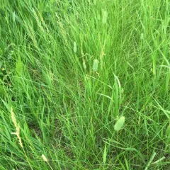 Timothy grass thumbnail 2