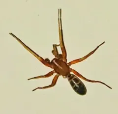 Gertsch's Ant-mimic Sac Spider thumbnail 3