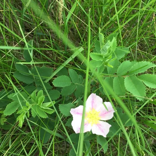 prairie rose