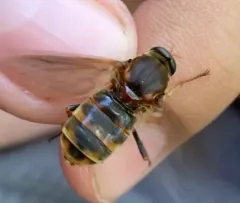 Stink Fly thumbnail 1