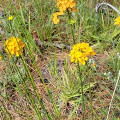 Western Wallflower thumbnail 4