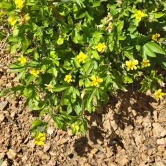 Pine Violet thumbnail 3