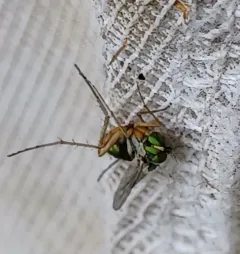 Dolichopus versutus thumbnail 2