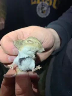 Plains Pocket Mouse thumbnail 4
