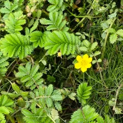Pacific silverweed thumbnail 3