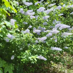 deerbrush ceanothus thumbnail 2