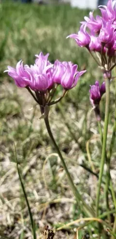 Plains Onion thumbnail 2