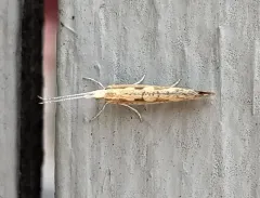 Rhigognostis interrupta thumbnail 2