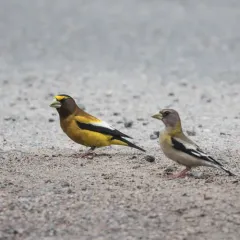 Evening Grosbeak thumbnail 3