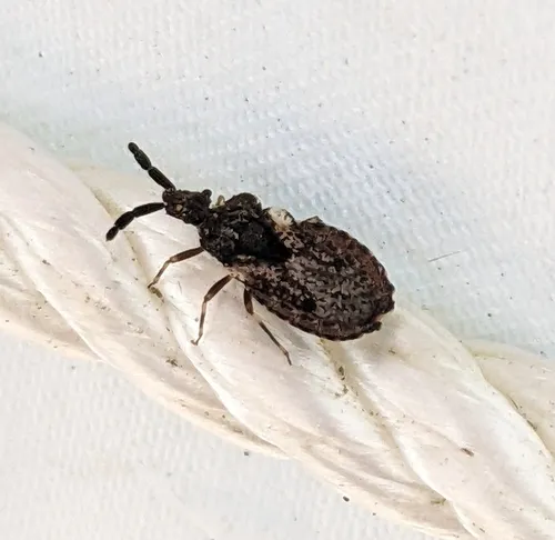 Aradus fuscomaculatus