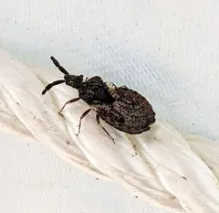 Aradus fuscomaculatus thumbnail 1
