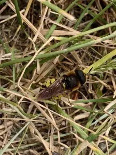 Stratiomys maculosa thumbnail 3