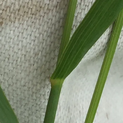 Smooth Brome