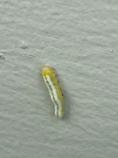 Brownheaded Ash Sawfly thumbnail 1