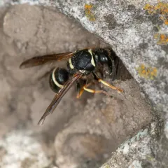 Walden’s Potter Wasp thumbnail 2