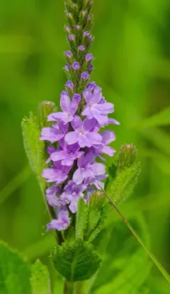 hoary vervain thumbnail 3
