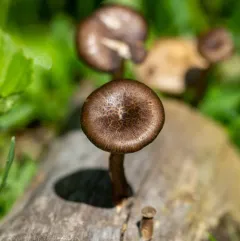 Spring Polypore thumbnail 1