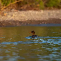 Red-breasted Merganser thumbnail 3