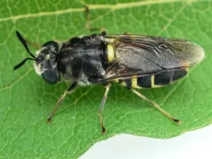 Stratiomys normula thumbnail 2
