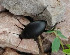 Eleodes fusiformis thumbnail 3