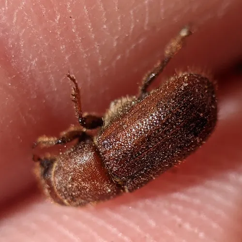 Red Turpentine Beetle