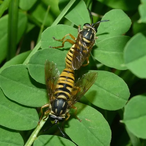 Long-horned Yellowjacket Fly