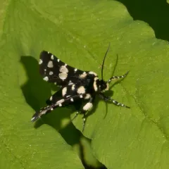 Mournful Thyris Moth thumbnail 2
