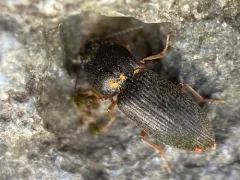 Rough Click Beetle thumbnail 2