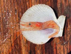 Aesop Shrimp thumbnail 2