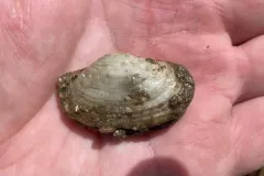 Sandy lyonsia thumbnail 3