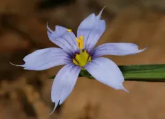 narrow-leaved blue-eyed grass thumbnail 1