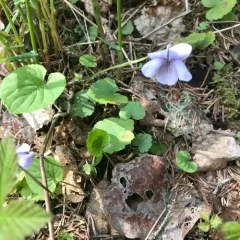 alpine marsh violet thumbnail 4