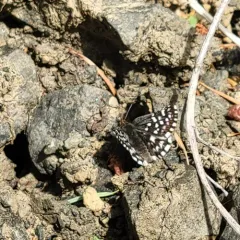 Two-banded Checkered-Skipper thumbnail 2