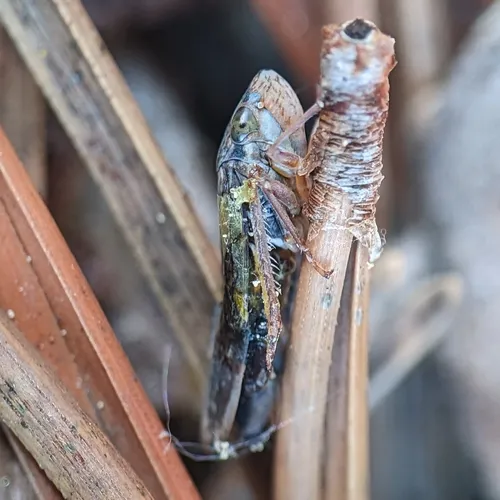 Willow Leafhopper