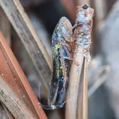 Willow Leafhopper thumbnail 1