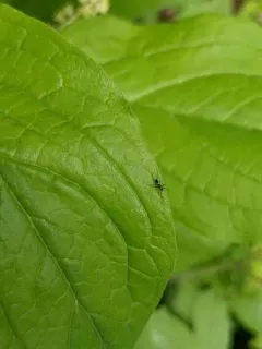 Chasmatonotus unimaculatus thumbnail 1