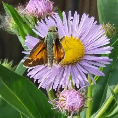 Juba Skipper thumbnail 4