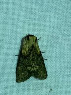 Oval Abrostola thumbnail 3