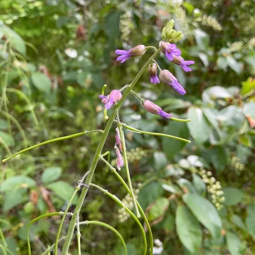 hairy stem rockcress