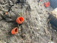 Pseudaleuria quinaultiana thumbnail 4