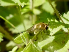 Black-bodied Ant Fly thumbnail 4