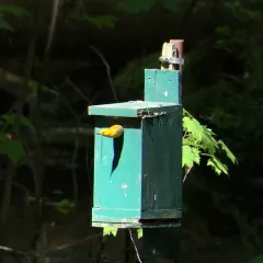 Prothonotary Warbler thumbnail 2