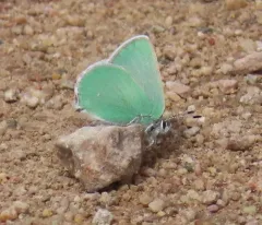 Western Green Hairstreak thumbnail 4