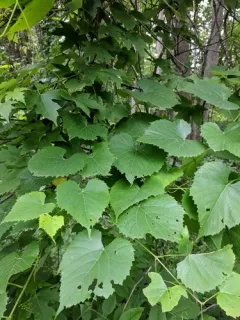 frost grape thumbnail 4