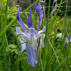 western blue flag thumbnail 4
